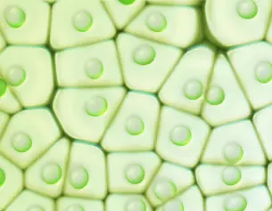 Paraben Free