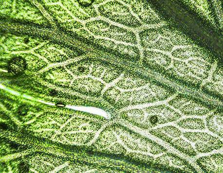 2.0% Licorice Root Extract (dipotassium glycyrrhizate) + 0.2% Purple Rice Extract