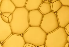 phloretin