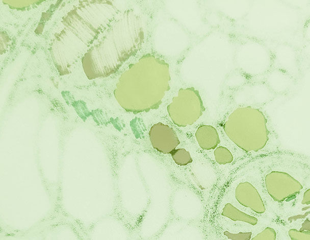 2.0% Licorice Root Extract (dipotassium glycyrrhizate) + 0.2% Purple Rice Extract