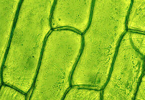 Olive Leaf Extract