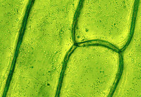 Cucumber Extract