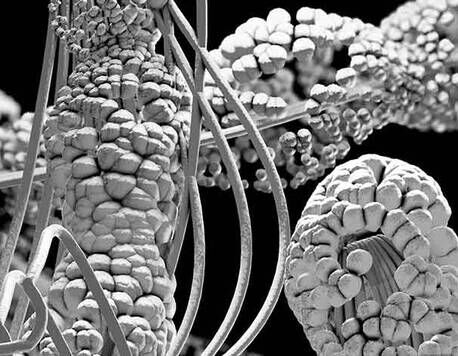 4% Natural Cholesterol