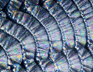 Antioxidant Combination