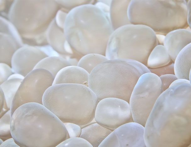 1.3% Hyaluronic Acid