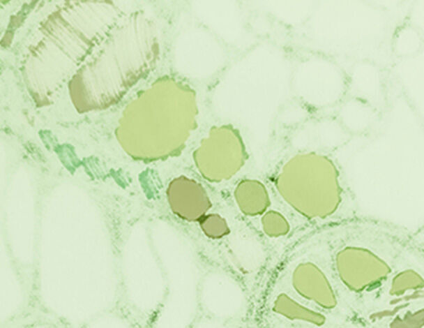 Botanical Extracts Image