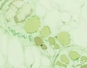 Botanical Extracts Image