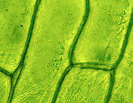 9% soothing botanicals