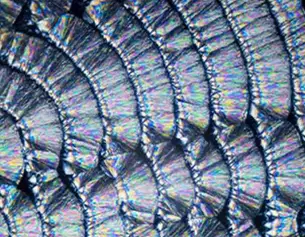 Fruit Acid Blend Image