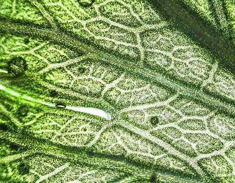 2.0% Licorice Root Extract (dipotassium glycyrrhizate) + 0.2% Purple Rice Extract