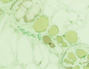 Botanical Extracts Image