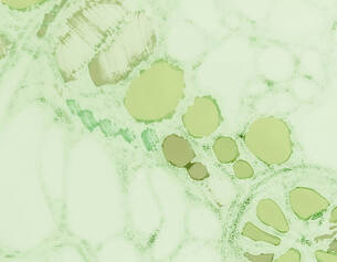 Botanical Extracts Image