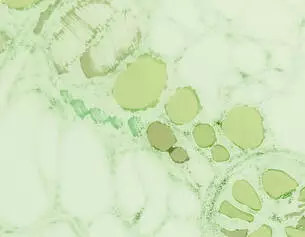 Botanical Extracts Image